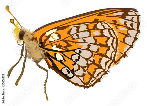 singleorange butterfly illustration photo