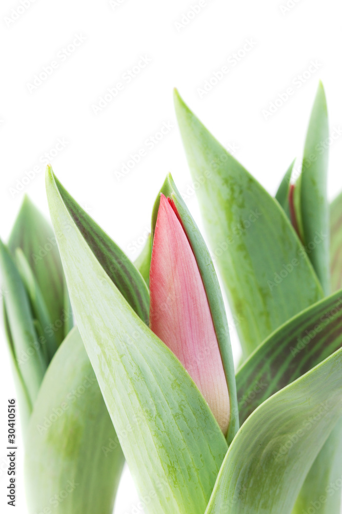 Obraz premium tulips