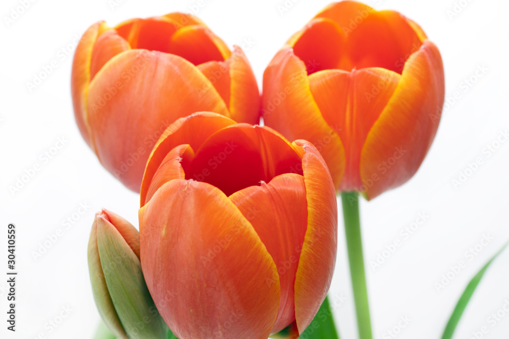 tulip tulip