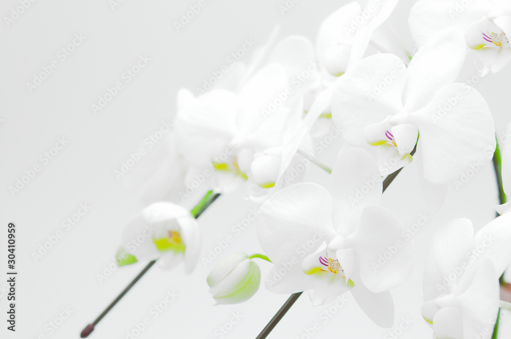 Fototapeta premium Phalaenopsis w górę