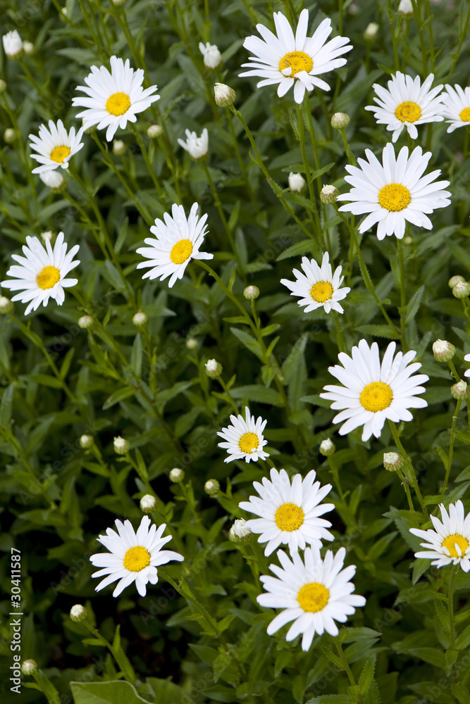 printemps fleurs marguerites végétation pré jardin été saison printemps fleurs marguerites végétation pré jardin été saison