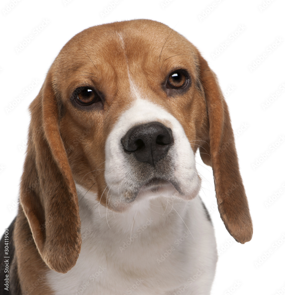 Close-up of Beagle, 1 year old, in front of white background