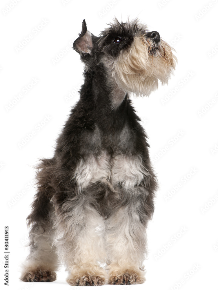 Miniature Schnauzer, 6 years old, looking up