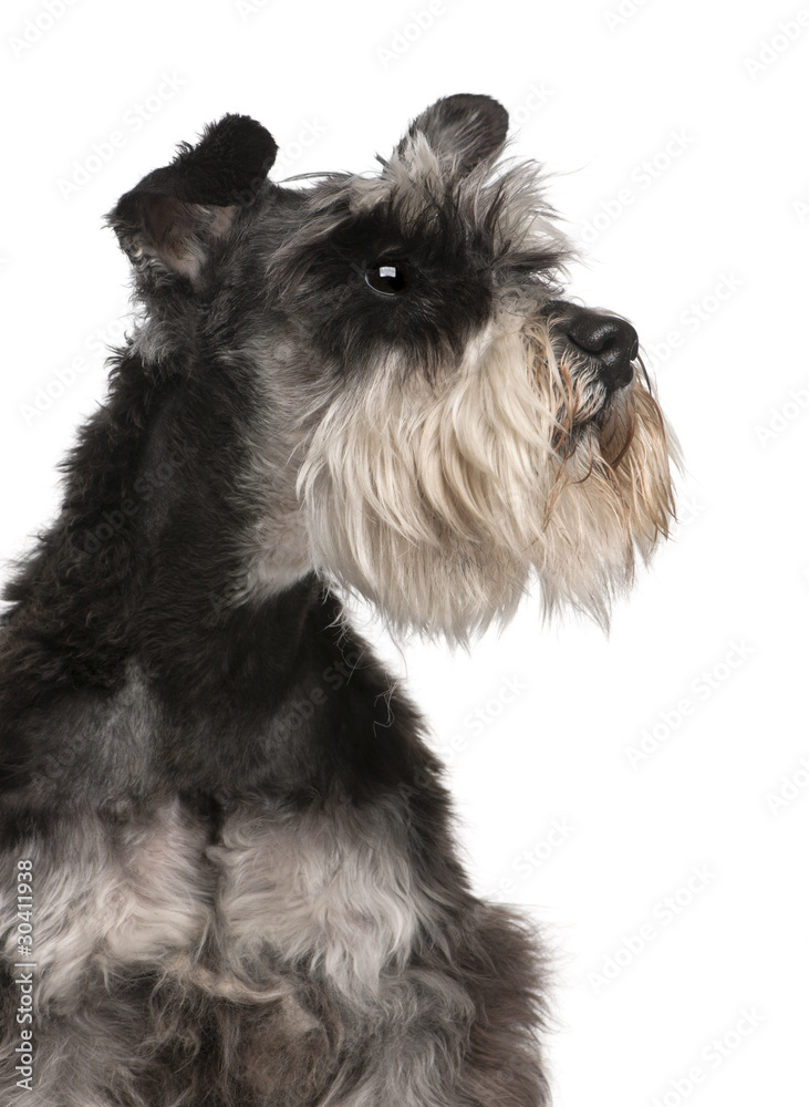 Close-up of Miniature Schnauzer, 6 years old