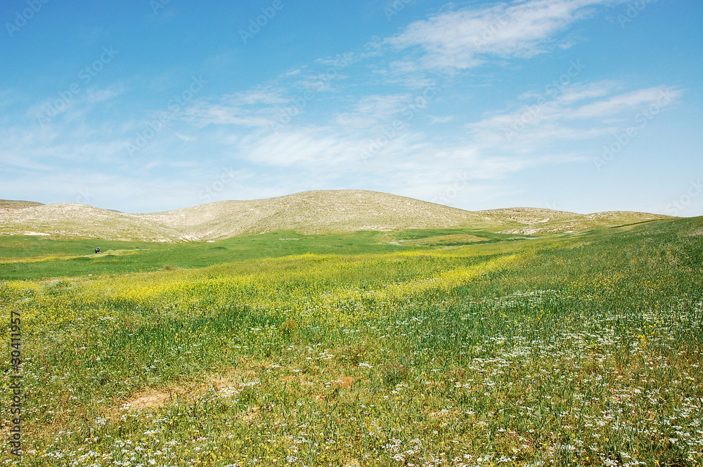 Spring view of green fields and hills in Samaria, Israel.
