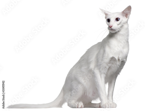 Obraz na plátně Balinese cat, 11 months old, sitting