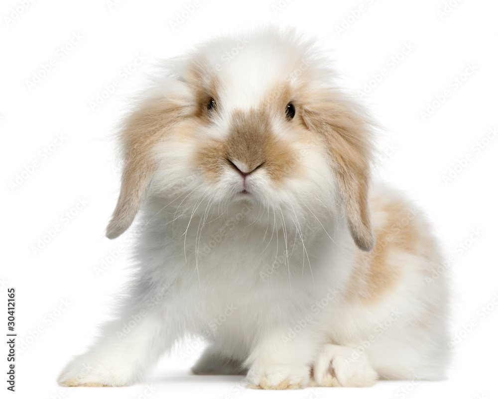 Lop rabbit, 6 months old, in front of white background Lop rabbit, 6 months old, in front of white background