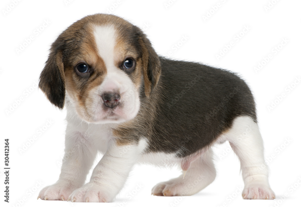 Beagle Puppy, 1 month old, standing in front of white background