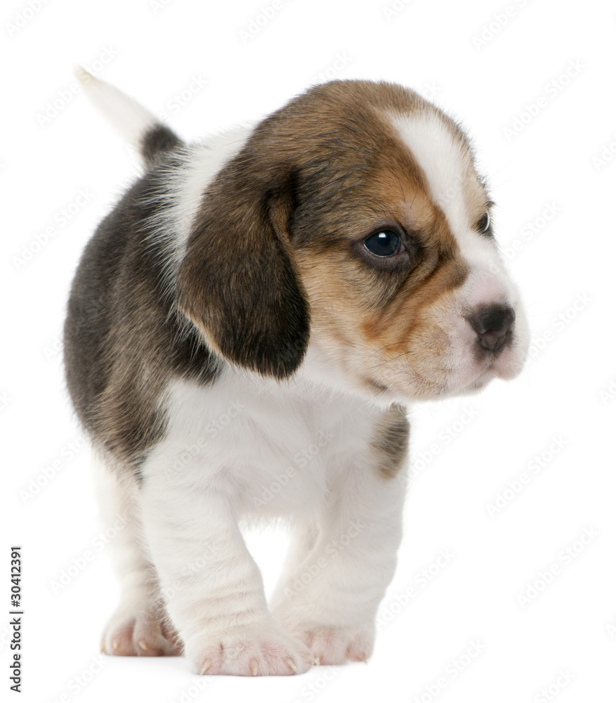 Beagle Puppy, 1 month old, standing in front of white background