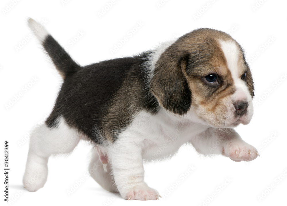 Beagle Puppy, 1 month old, walking in front of white background