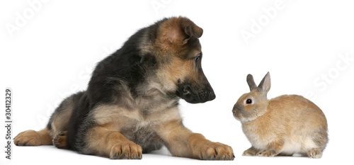 German Shepherd puppy, 4 months old, and a rabbit