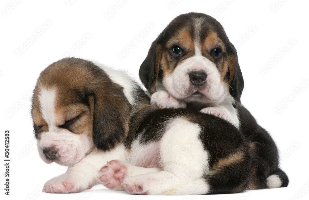 Two Beagle Puppies, 1 month old, in front of white background