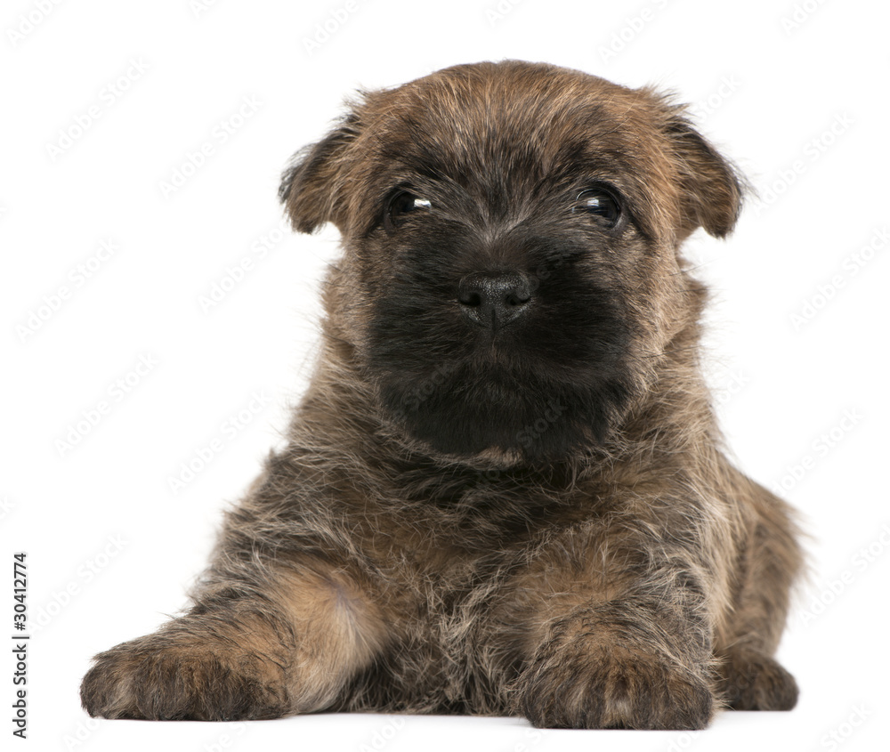 Cairn Terrier Puppy, 6 weeks old, in front of white background Cairn Terrier Puppy, 6 weeks old, in front of white background