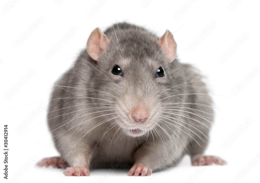 Blue rat in front of white background Blue rat in front of white background