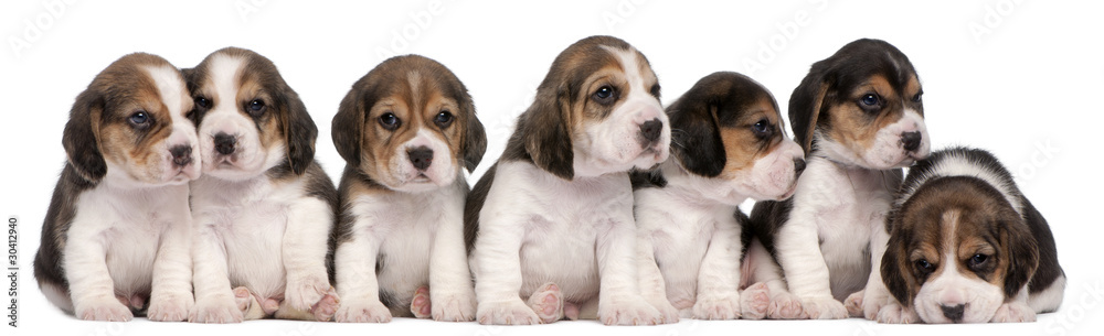 Group of Beagle puppies, 4 weeks old, sitting in a row