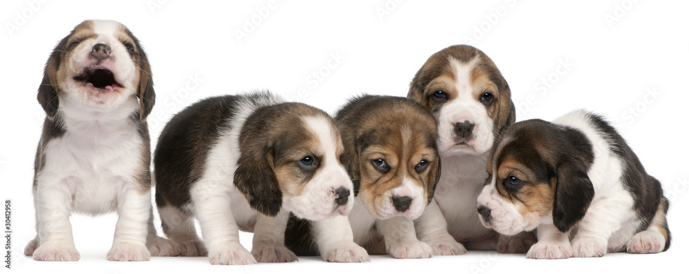 Obraz premium Group of Beagle puppies, 4 weeks old, sitting in a row