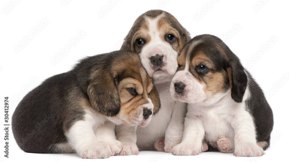 Group of Beagle puppies, 4 weeks old