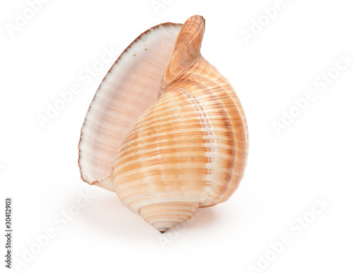 seashell on white background
