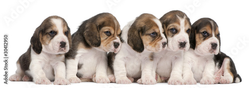 Group of Beagle puppies, 4 weeks old, sitting in a row © Eric Isselée