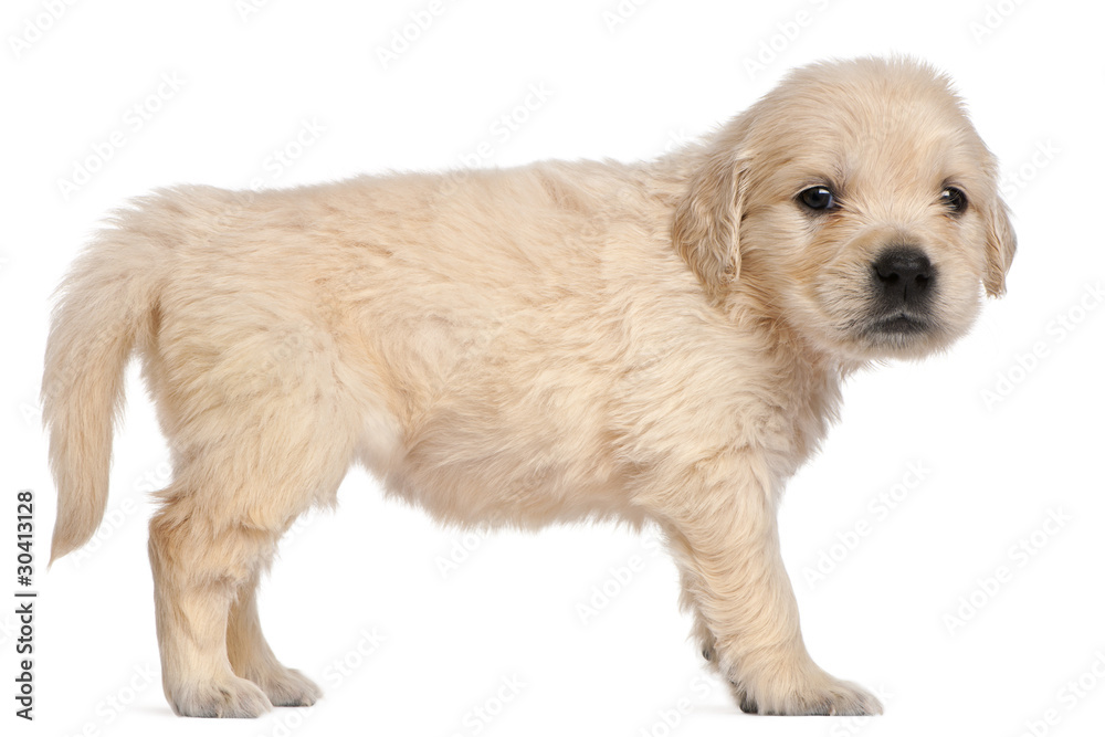 Golden Retriever puppy, 4 weeks old Golden Retriever puppy, 4 weeks old