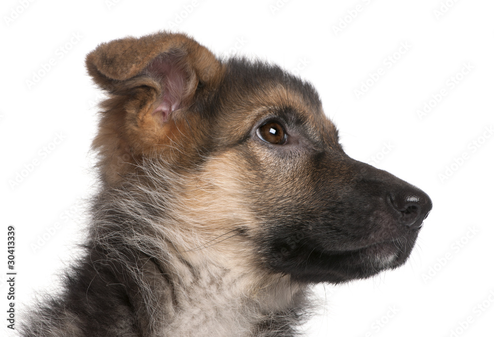 Close-up of German Shepherd puppy, 4 months old