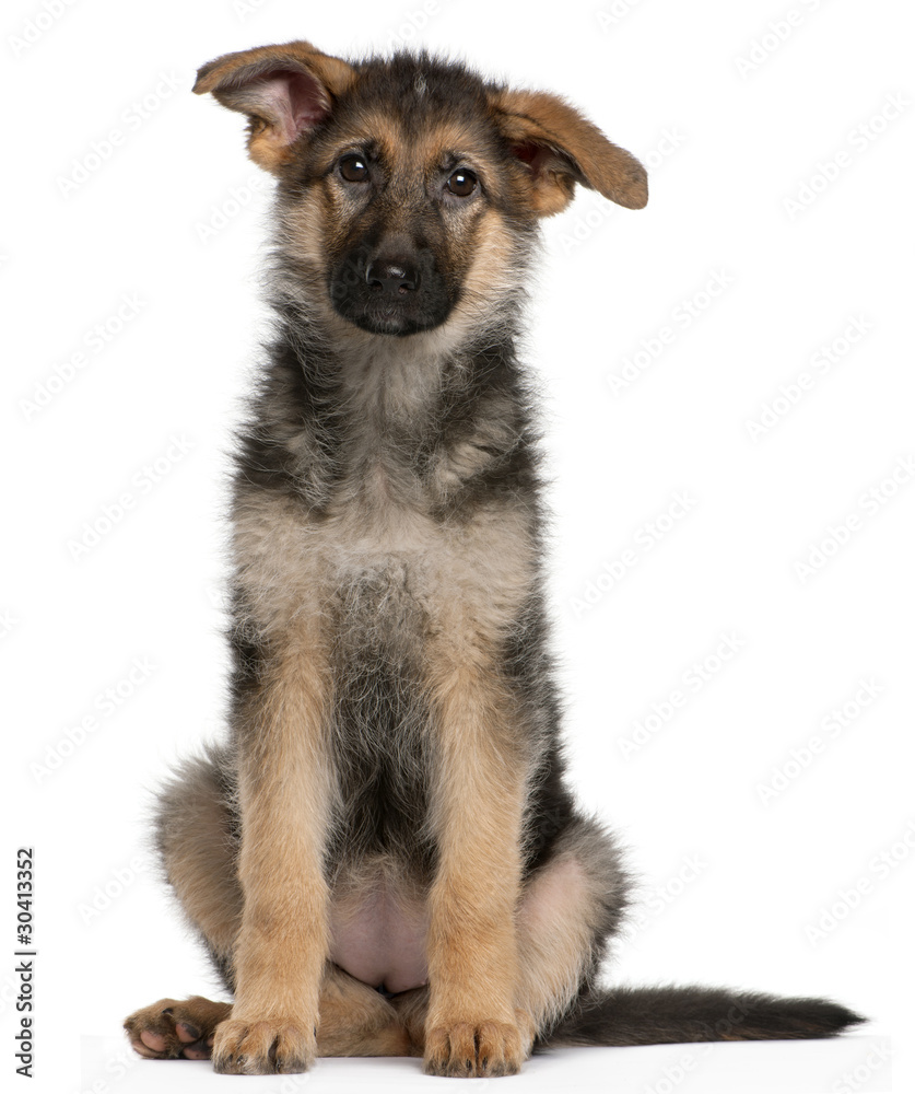 German Shepherd puppy, 4 months old, sitting German Shepherd puppy, 4 months old, sitting