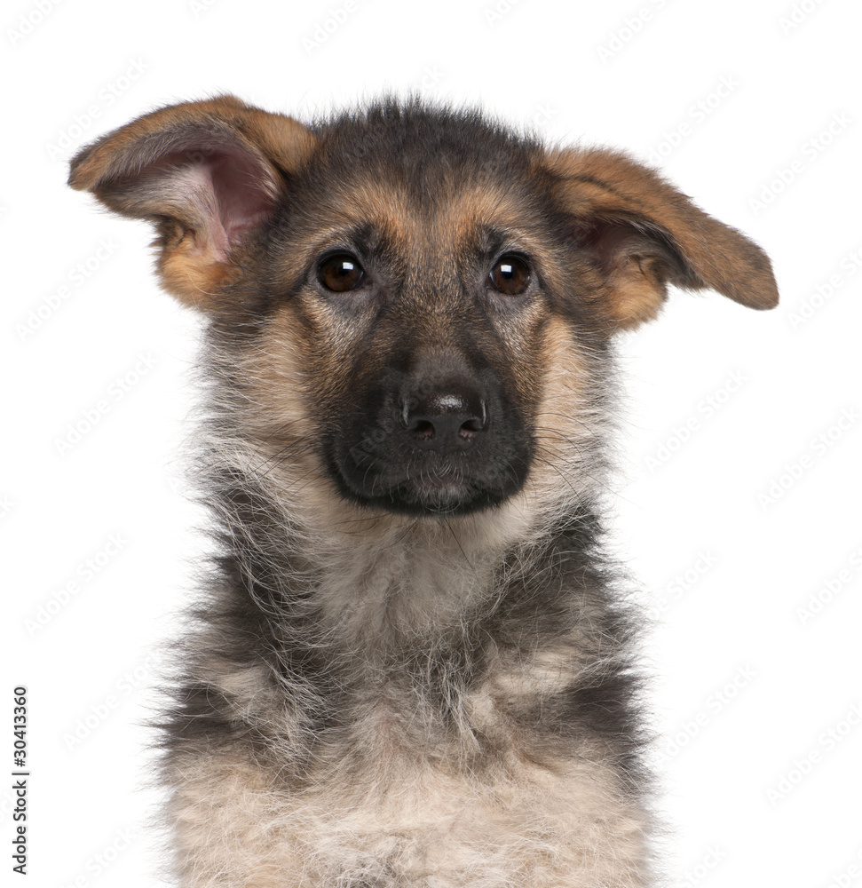 Close-up of German Shepherd puppy, 4 months old Close-up of German Shepherd puppy, 4 months old