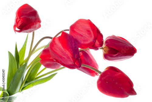 Red tulips isolated