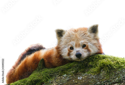 Red Panda Ailurus fulgens  isolated