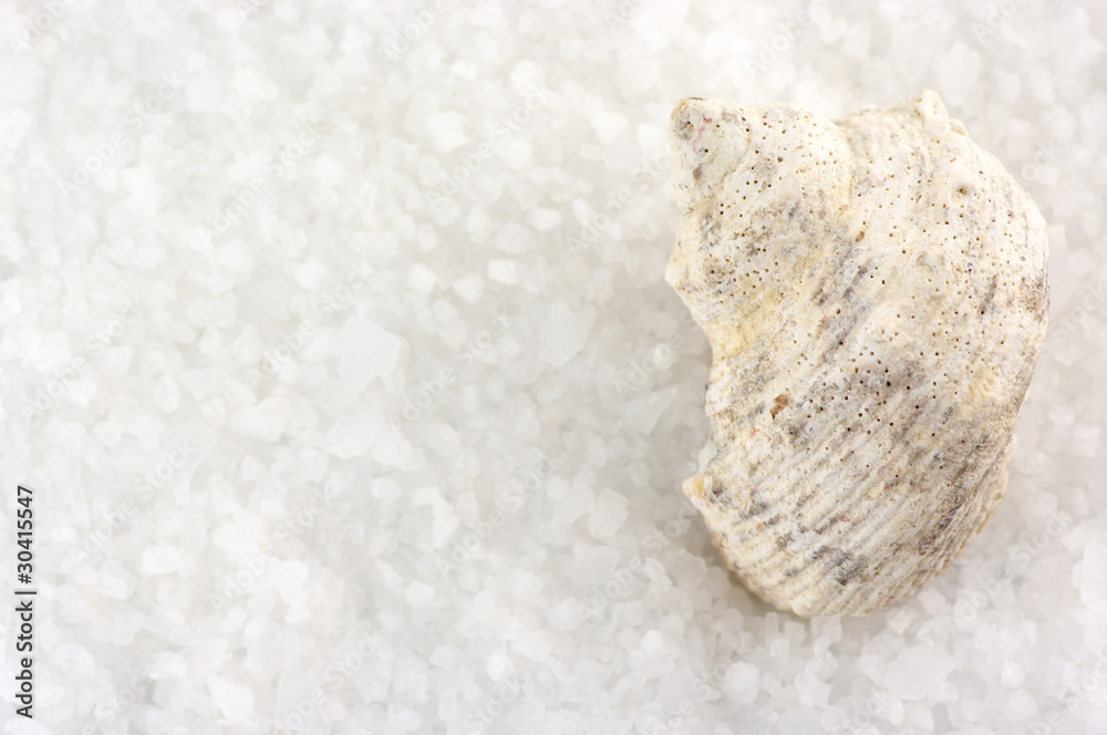 Seashell on bath salt Seashell on bath salt
