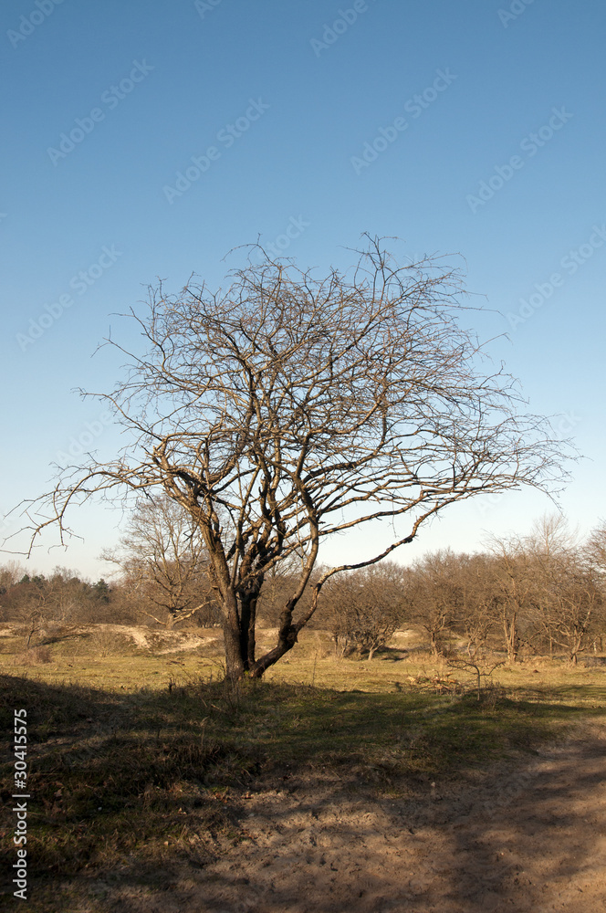 Tree with blue sky wild nature