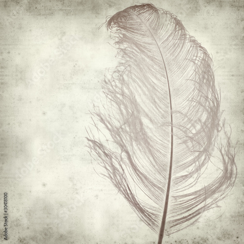 textured old paper background with dyed ostrich feather