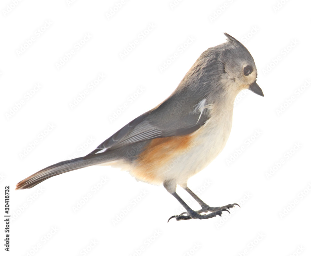 Fototapeta premium Tufted Titmouse, Baeolophus bicolor, isolated