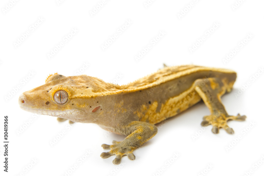 Naklejka premium gecko