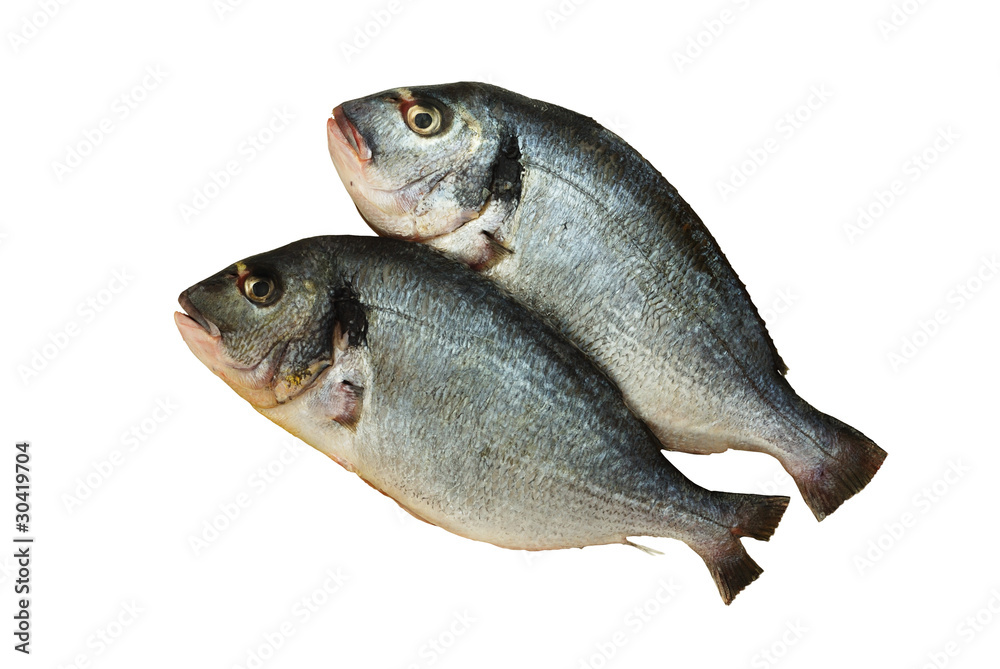 Two raw denis fishes isolated on white