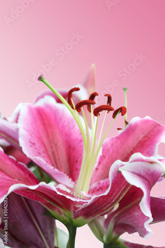 Macro of a Pink Lily Flower on a Pink Background