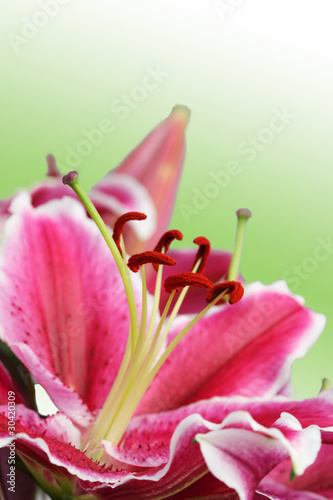 Macro of a Pink Lily Flower on a Green Background
