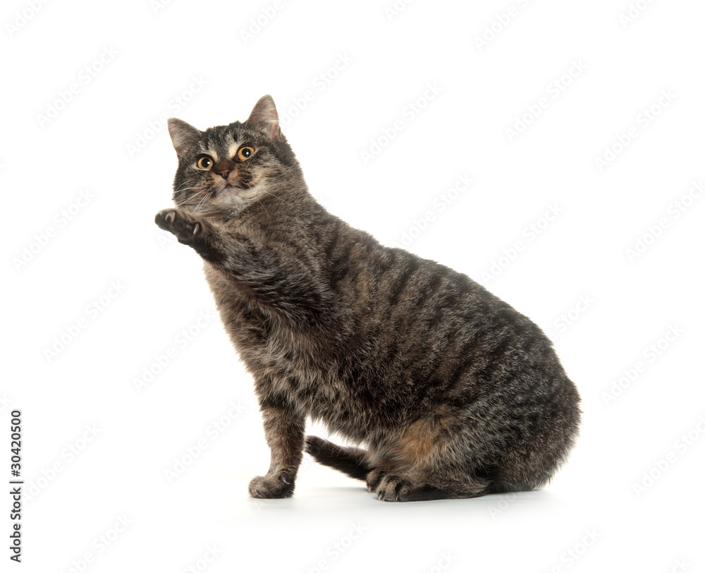 Fototapeta premium cute cat on white background