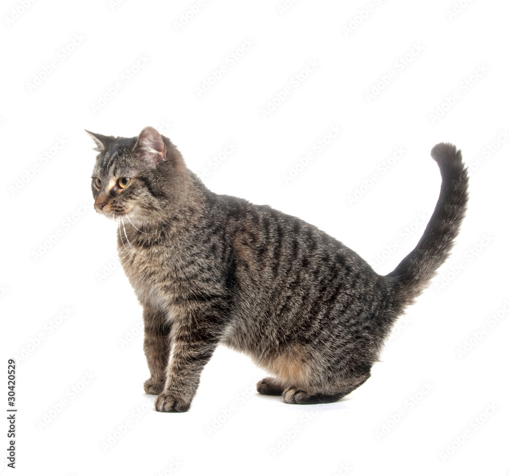 Fototapeta premium cute cat on white background