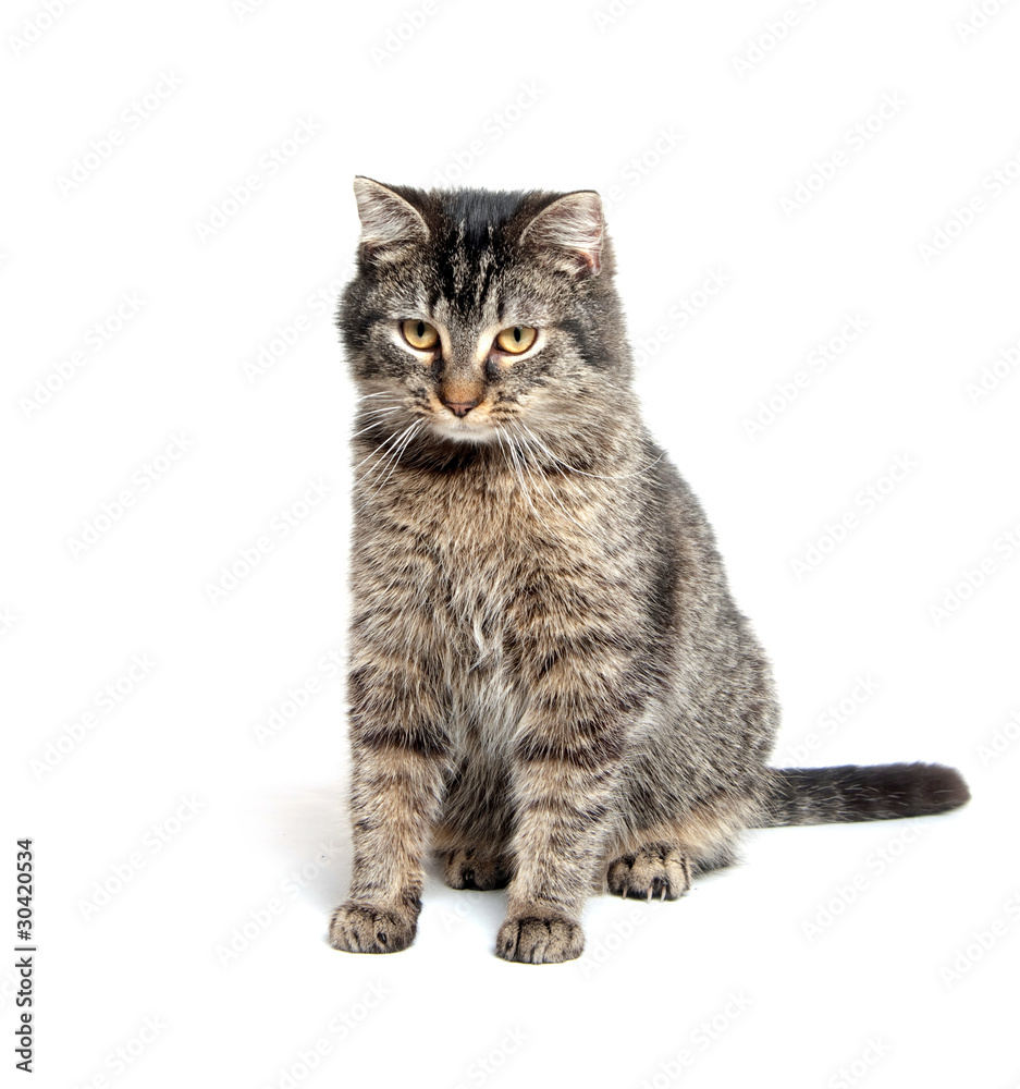 Obraz premium cute cat on white background