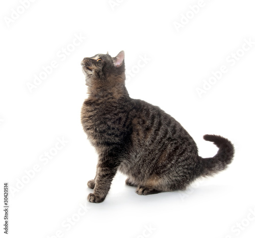 cute cat on white background © Tony Campbell