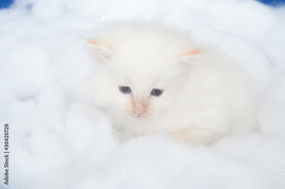 Fototapeta premium White kitten in cotton