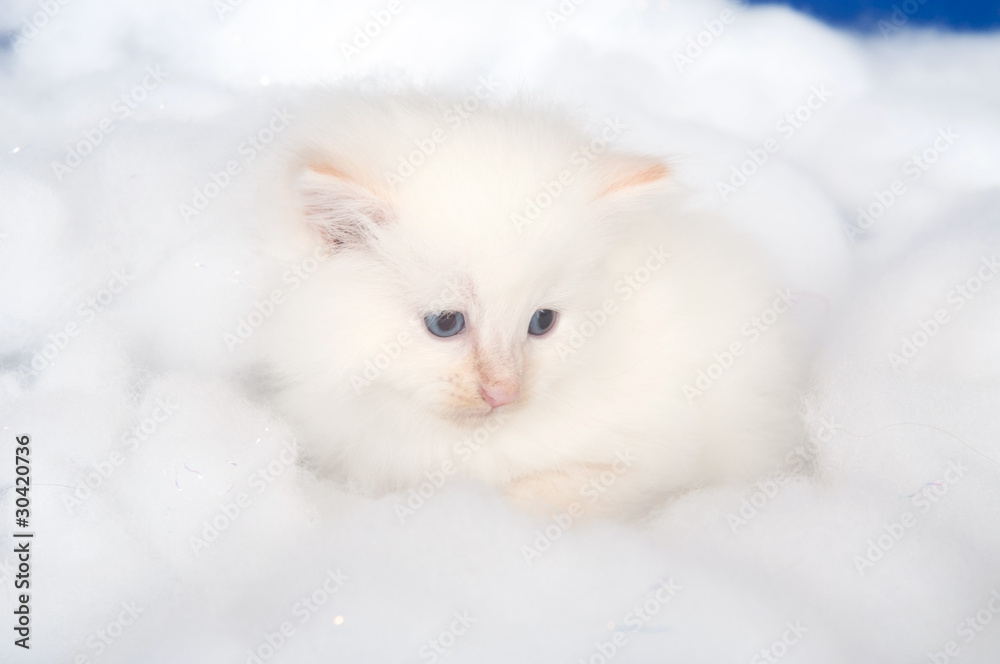 White kitten in cotton