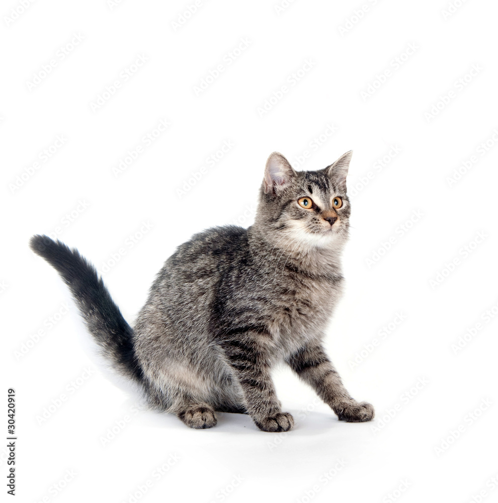 Gray cat on white Gray cat on white