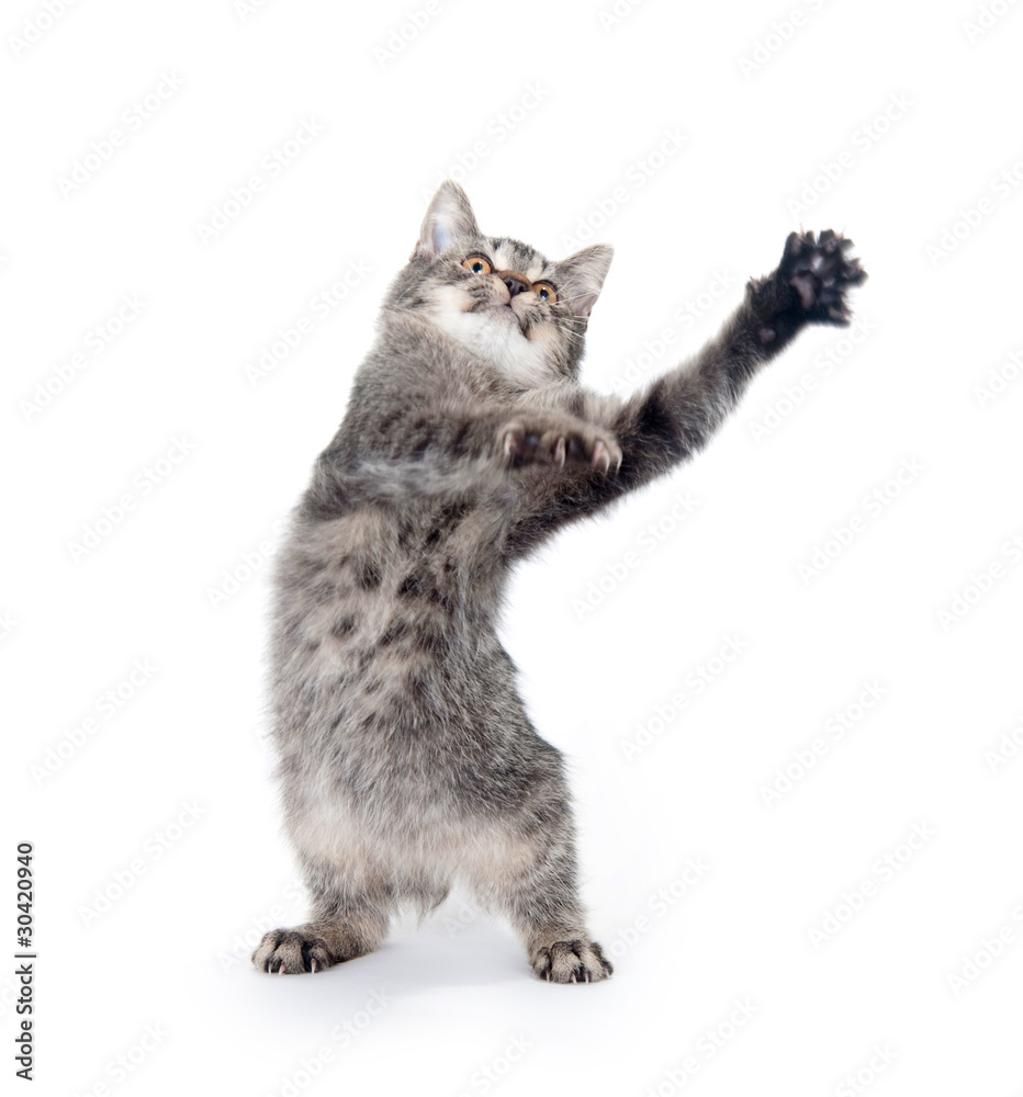 Obraz premium Gray cat on white