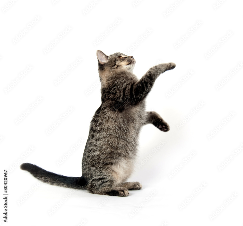 Cute kitten jumping and playing