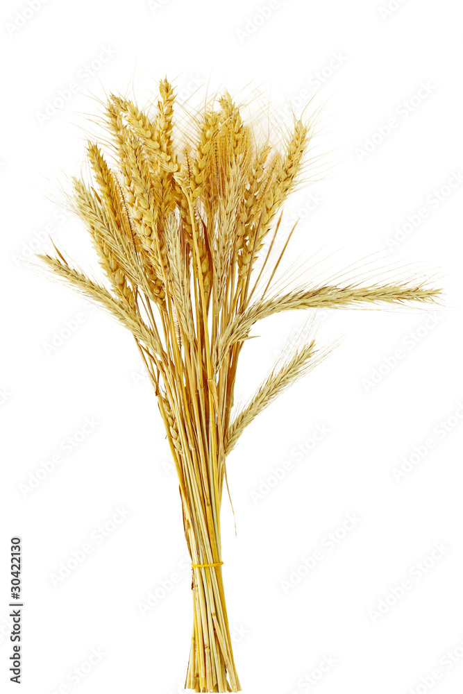 Cereal Grain Bundle