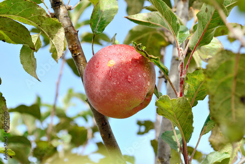 ябло на ветке