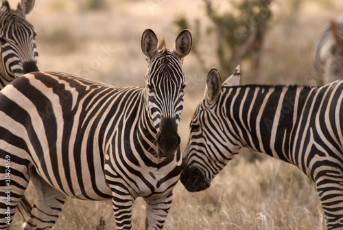 Zebra  Tsavo East National Park
