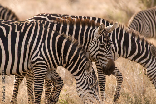 Zebra, Tsavo East